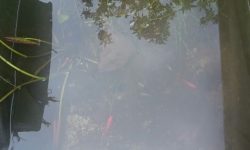 Vijver Berkel-Enschot